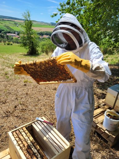 Mickaël GAIGNON, dans son habit d'apiculteur en train de prendre soin de sa colonie d'abeilles